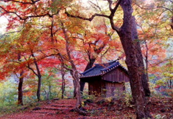 NSP통신-신들의 숲 성황림 전경. (원주시)