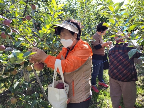 NSP통신-12일 수원시 과수공원에서 돌봄 노인들이 사과를 수확하는 모습. (수원시)