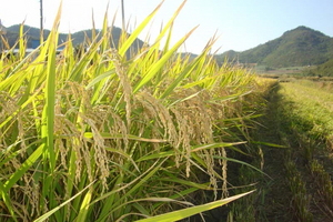 [NSP PHOTO]진도군, 가루쌀 생산단지 조성 공모사업 선정