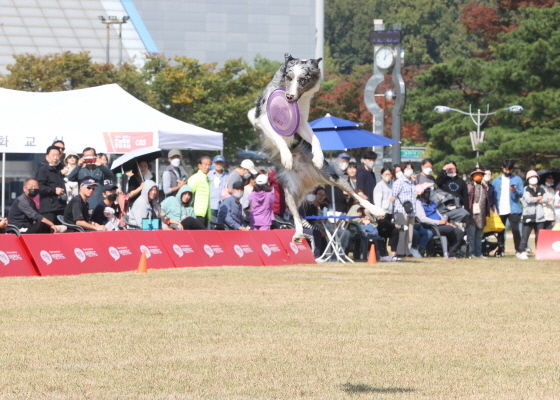 NSP통신-15일 광명시민체육관 잔디광장에서 열린 2022년 광명시 반려동물 문화축제에서 시민들이 즐기고 있다. (광명시)