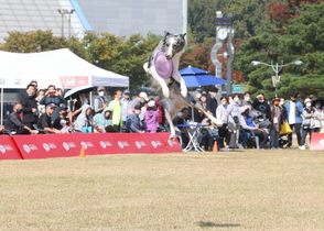 [NSP PHOTO]광명시, 첫 번째 반려동물 문화축제 2만여 시민 참여속 성료