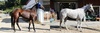 [NSP PHOTO]암말들의 대회 제12회 스포츠경향배 출전마 소개…다크호스 경주마 배치