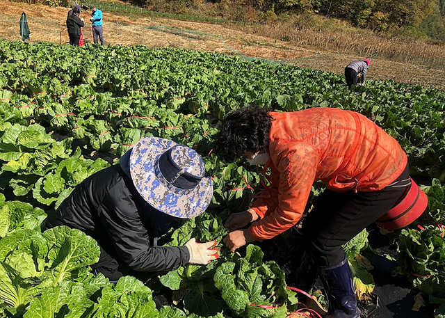 NSP통신-생명사랑 녹색치유농장 참여자들이 수확에 앞서 배추 묶기를 진행하고 있다. (강원랜드)