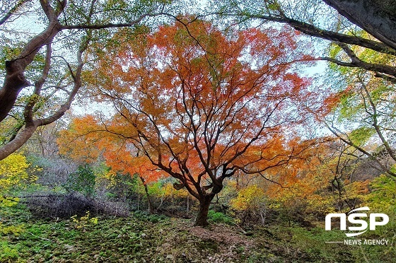 [NSP PHOTO]정읍 내장산 최고 수령 단풍나무, 울긋불긋 신비로운 자태 뽐내