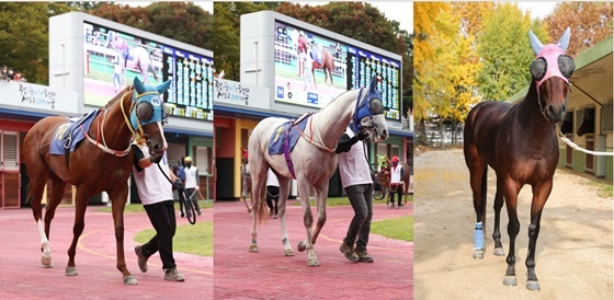 NSP통신-(왼쪽부터)한강에이스(수, 한국, 2세, 레이팅44, 나기두 마주, 곽영효 조교사, 승률 66.7%, 복승률 66.7%),쾌향(수, 한국, 레이팅38, 씨유네트워크 마주, 박재우 조교사, 승률 25%, 복승률 50%), 선드래곤 (수, 한국, 레이팅46, 선우패션 마주, 최용구 조교사, 승률 66.7%, 복승률 100%) (한국마사회)