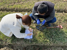 [NSP PHOTO]영암군, 맥류 생육재생기 이후 비배관리 지금이 적기