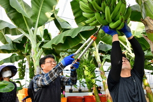 [NSP PHOTO]광양시, 최강한파 이겨낸 바나나 시험재배 완료