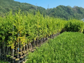 [NSP PHOTO]성주군, 산림용 묘목생산시설 고도화 추진