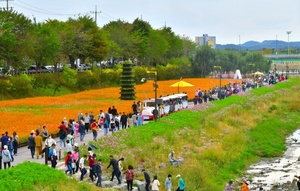 [NSP PHOTO]장성군 , 장성 황룡강 가을꽃축제 2023 전남 대표축제 선정