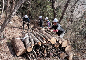[NSP NEWS Image]여수시 소나무재선충병 방제 30억 원 투입