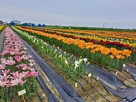 [NSP PHOTO]군산시, 새만금 인근 농경지에 화훼류 시범재배 추진