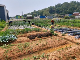 [NSP PHOTO]광주 본량농협, 총 90구획 주말농장 분양