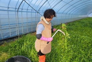 [NSP PHOTO]장성군, 밭에서 나는 보양식 생미나리 수확 한창