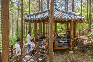 [NSP PHOTO]경주시, 건천편백나무숲 및 황성공원 숲해설 프로그램 시작