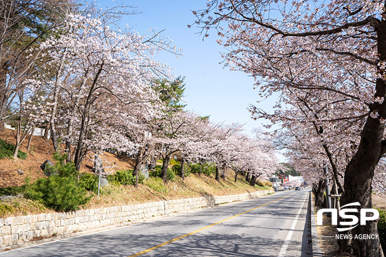 NSP통신-지난해 경포대 벚꽃 길. (조이호 기자)