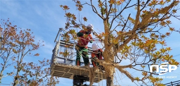 NSP통신- (장흥군)