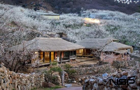 NSP통신- (사진 = 광양매화축제장)