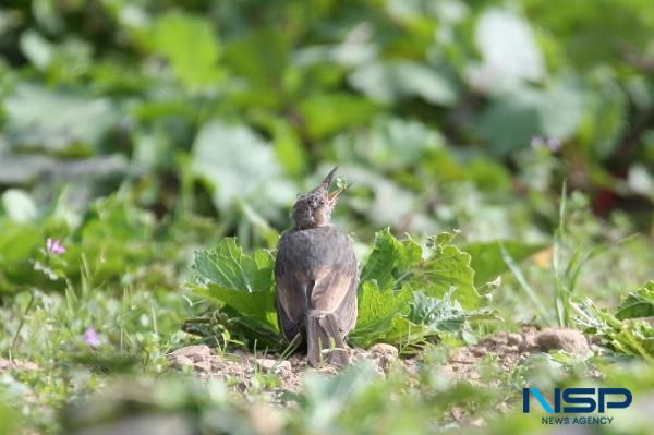 NSP통신- (사진 = 신안군)