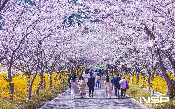 NSP통신-여수시 돌산읍 승월마을 벚꽃터널 (사진 = 여수시)