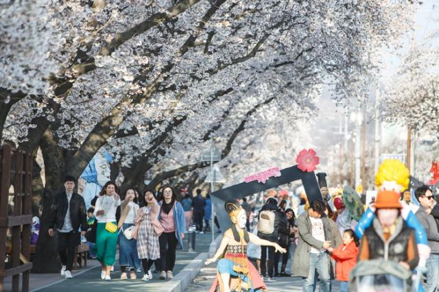 NSP통신-안동시(시장 권기창)와 한국정신문화재단은 4월 1일부터 5일까지 닷새간, 낙동강변 벚꽃길과 탈춤공원 일원에서 2023 안동 벚꽃축제를 개최한다. (사진 = 안동시)