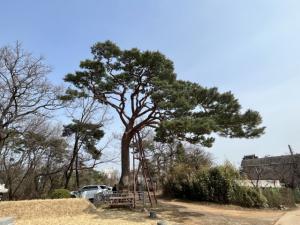 [NSP PHOTO]수원시, 보호수 생육안전진단 실시