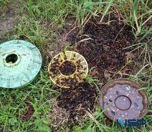 NSP통신- (사진 = 진도군)