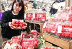 [NSP PHOTO]현대백화점, 홍희 딸기 선봬