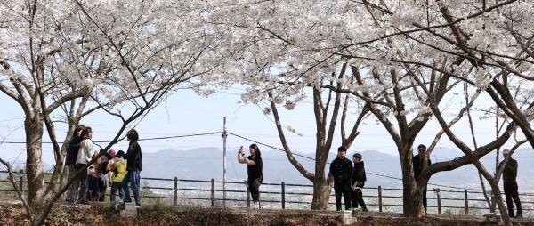 NSP통신-강진군 금곡사 벚꽃 축제장을 찾은 상춘객들이 남도의 봄을 만끽하고 있다. (사진 = 강진군)