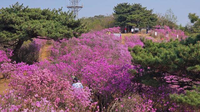 NSP통신-진달래꽃이 만개한 가현산 정상.