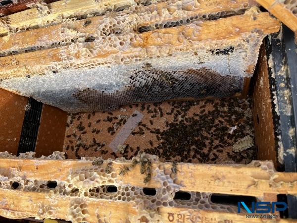 NSP통신-꿀벌 피해 현장 조사 (사진 = 해남군)