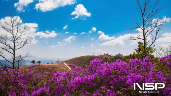 NSP통신-철쭉이 만개한 백운산 국사봉 (사진 = 광양시청)