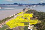 [NSP PHOTO]무안군, 2023 무안 도리포 유채꽃 축제 개최