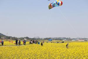 [NSP PHOTO]영암군, 월출산 경관단지 유채꽃 축제 오는 14일 개막