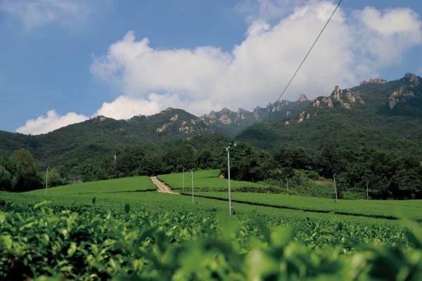 NSP통신-강진다원 (사진 = 강진군)