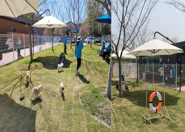 NSP통신-반련견 놀이터에서 뛰어 놀고 있는 광경[사진=순천시]