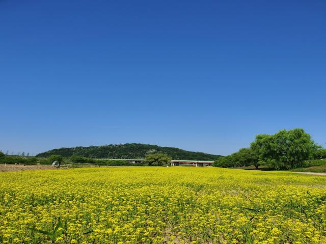 NSP통신-유채꽃 문화축제가 개최되는 창릉천 유채꽃밭 (사진 = 고양시)