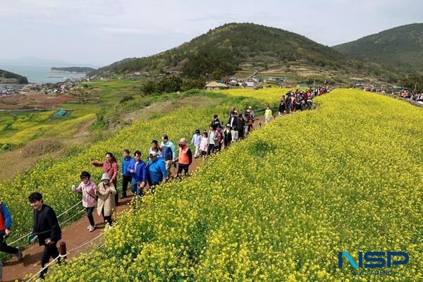 NSP통신-청산도 유채밭을 걷는 관광객 모습 (사진 = 완도군)