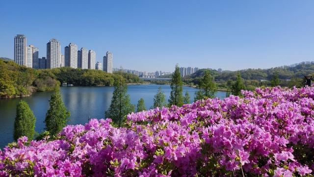 NSP통신-광교호수공원에 조성된 철쭉동산 모습. (사진 = 수원시)