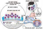 [NSP PHOTO]포스텍·동국대병원·네이처글루텍 공동연구팀, 관절염 치료 줄기세포 접착제 개발