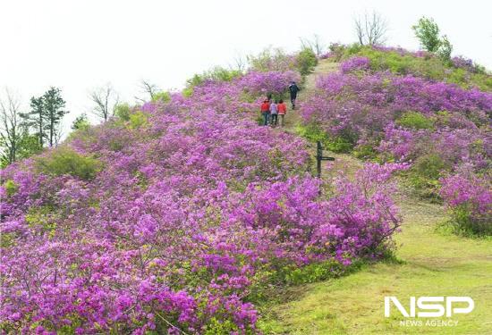 NSP통신-백운산 국사봉 철쭉이 절정 (사진 = 광양시청)