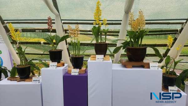 NSP통신-야외전시관 1천분 이상의 세계 새우란 품종 전시 (사진 = 신안군)