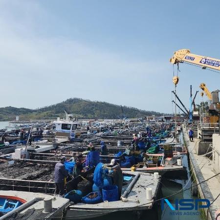 NSP통신-해남 송지 어란항 물김 위판장 현장 전경 (사진 = 해남군)