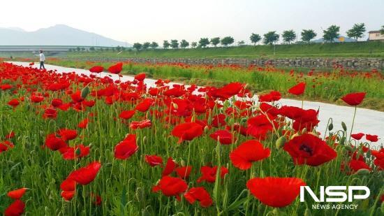 NSP통신-붉은 양귀비가 서천꽃길을 아름답게 수놓은 풍경