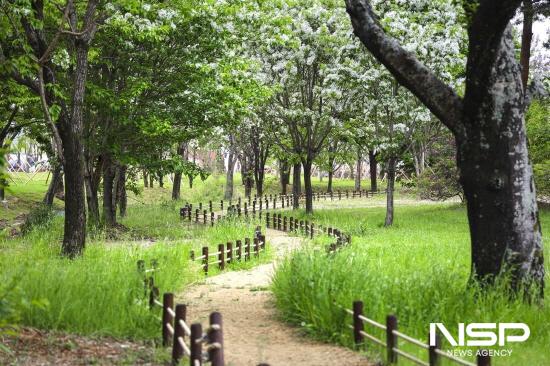 NSP통신-아름다운 수형을 뽐내며 줄지어 선 유당공원 이팝나무. (사진 = 광양시청)
