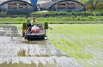 [NSP PHOTO]담양군, 대숲맑은 조기햅쌀 첫 모내기 실시