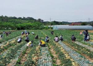 [NSP PHOTO]무안군, 양파ㆍ마늘 수확기 일손 부족 해소 자원봉사자 모집