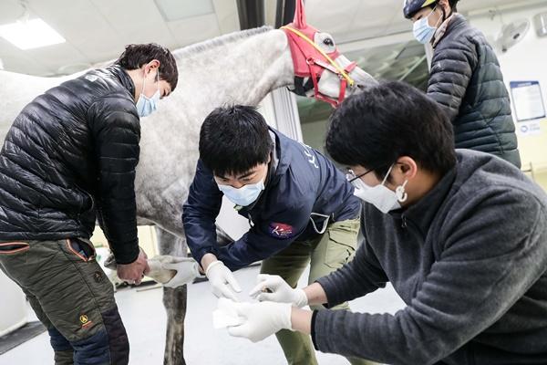 NSP통신-부상당한 경주마의 재활을 위한 한국마사회 수의사들의 지원활동 모습 (사진 = 한국마사회)
