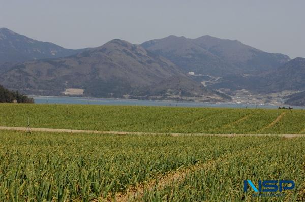 NSP통신-해남 북평면 이진리 마늘밭 전경 (사진 = 해남군)