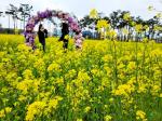 [NSP PHOTO]강진군, 봄 유채, 여름 수국, 가을 구절초 등 사계절 꽃피는 도시 조성으로 관광객에 손짓