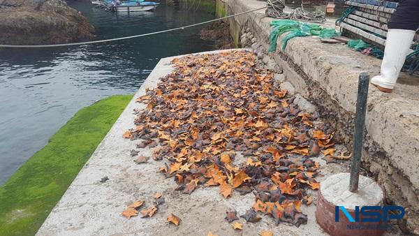 NSP통신-해녀들이 잡아 온 불가사리 (사진 = 신안군)